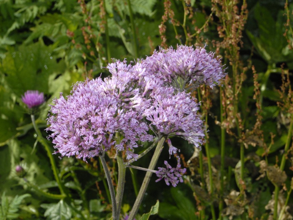 Una asteracea in alta montagna - Adenostyles alliariae